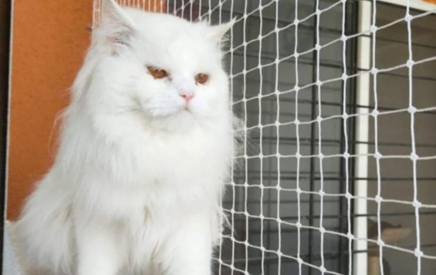 Pets Safety Nets